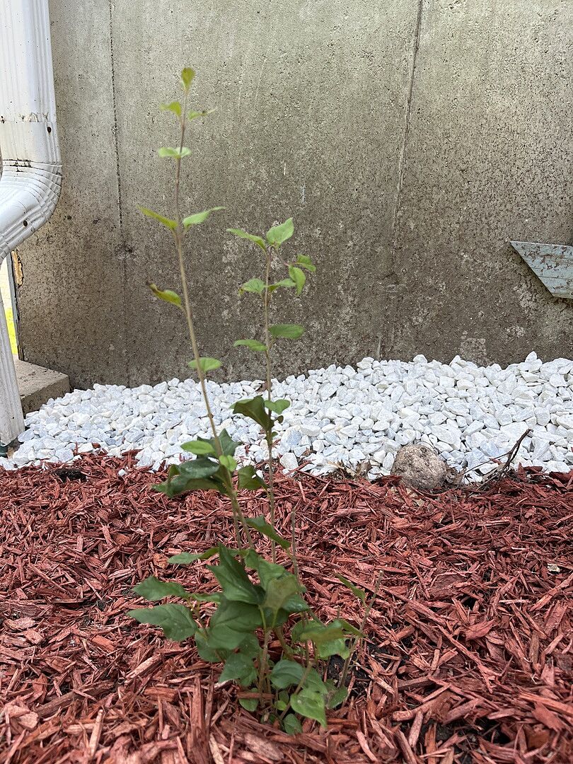 Customer review of Proven Winners® Bloomerang® Lilac Shrub