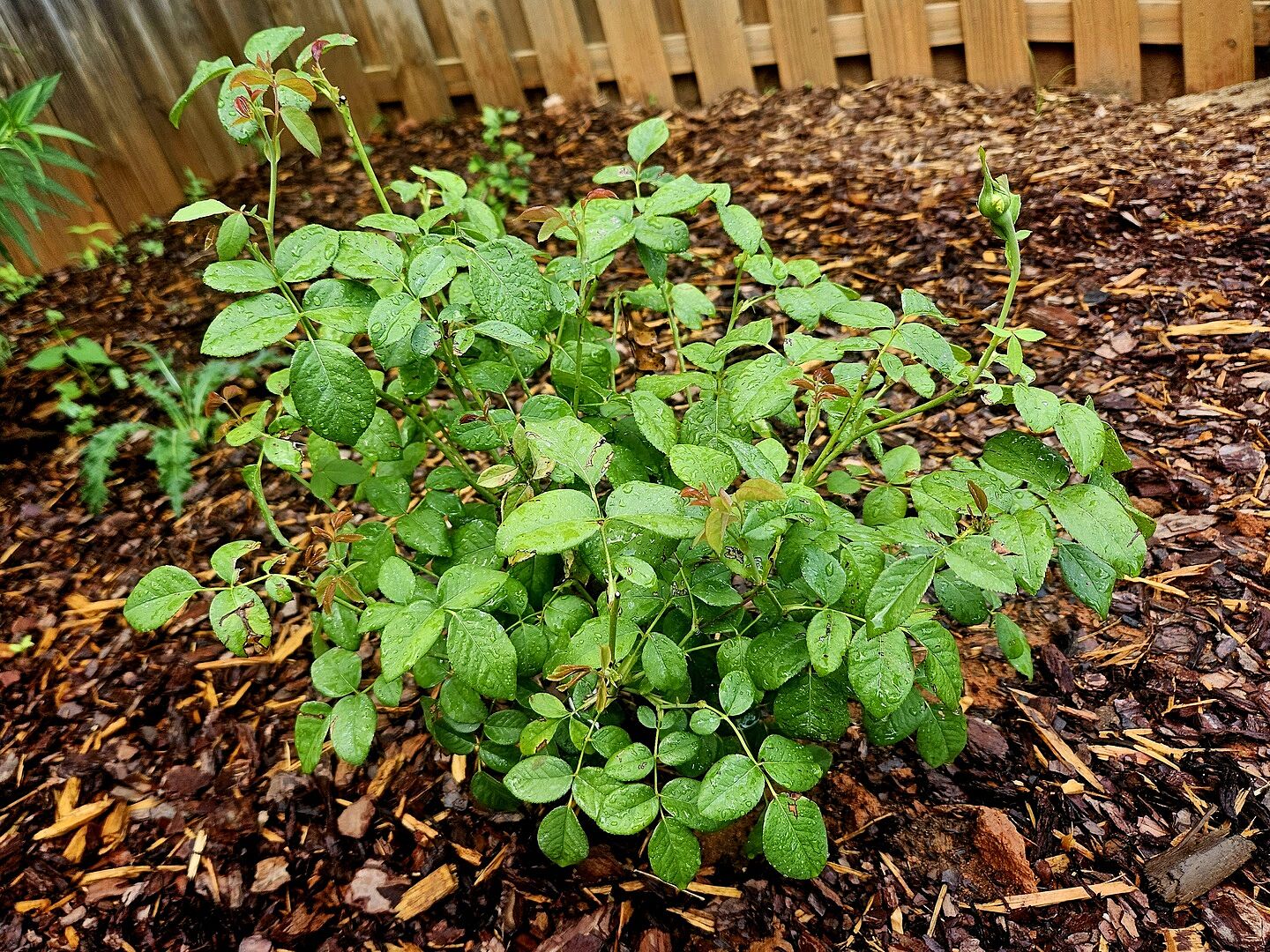 Customer review of David Austin® Windermere™ Rose Shrub