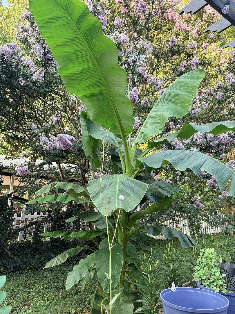 Customer review of Cold Hardy Banana Tree
