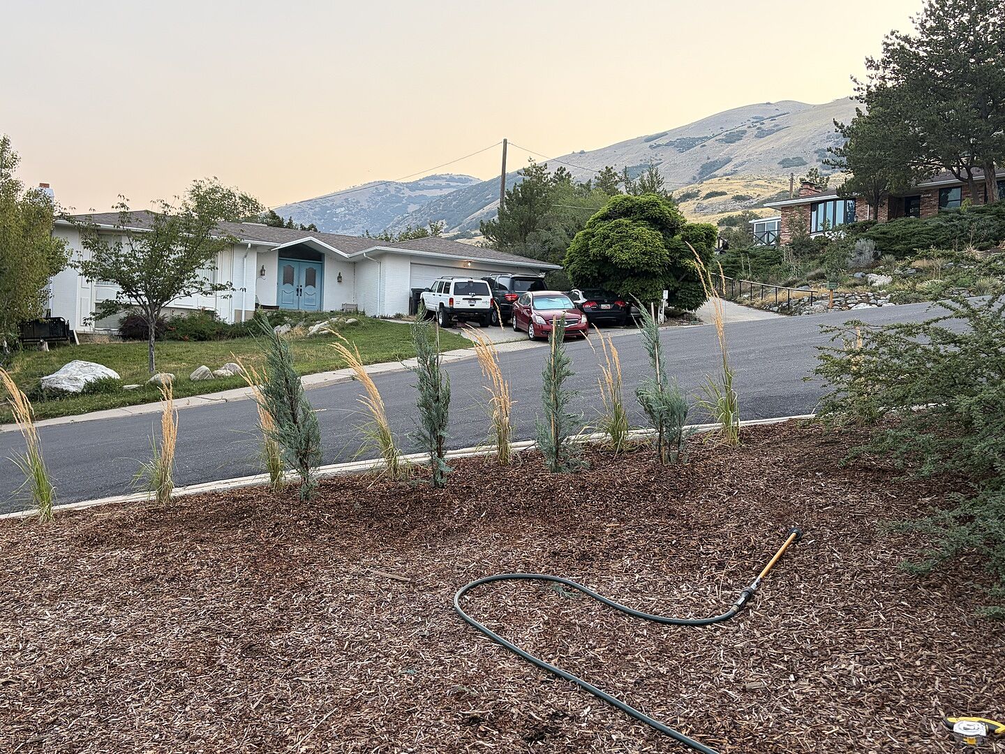 Customer review of Skyrocket Juniper