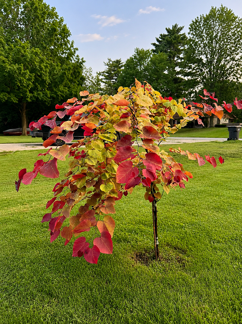 Customer review of Bloomables® Flame Thrower® Redbud Tree