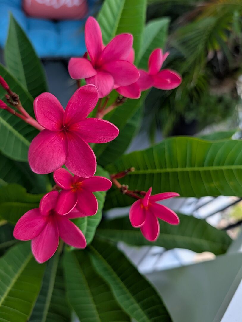Customer review of Plumeria