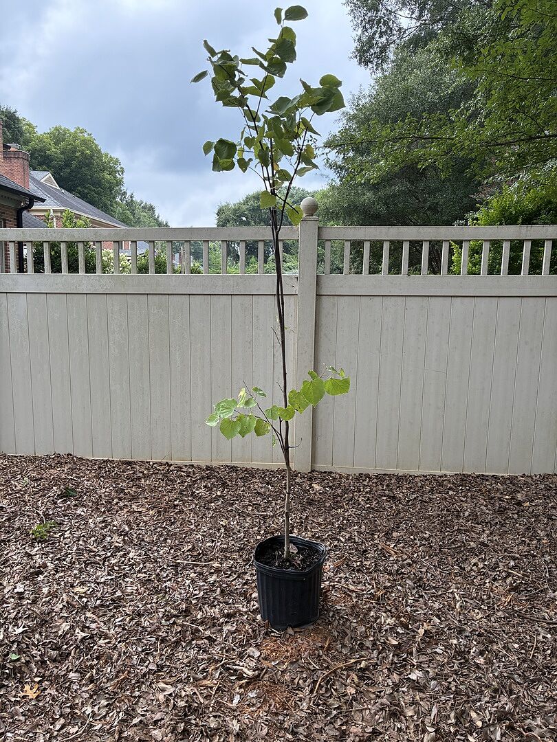 Customer review of Eastern Redbud Tree