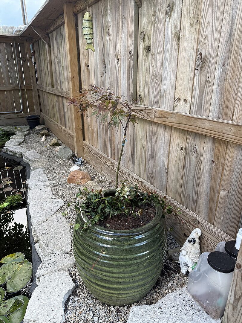 Customer review of Snow-N-Summer™ Asiatic Jasmine Shrub