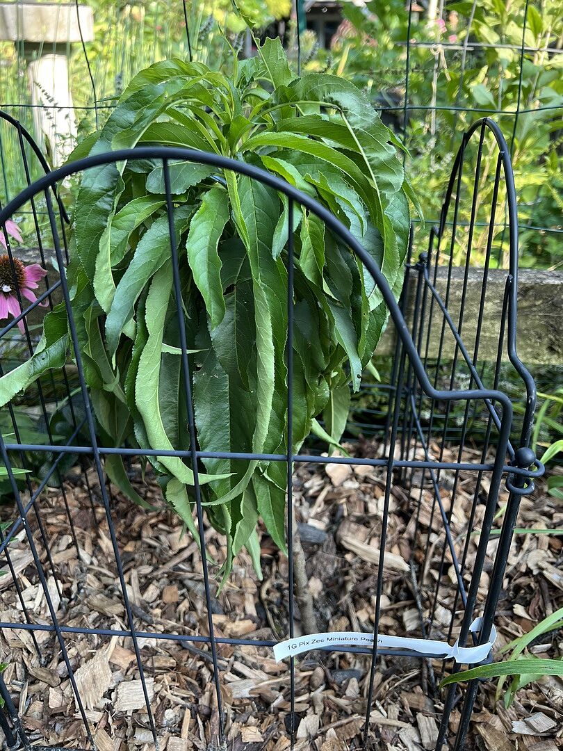 Customer review of Pix Zee Patio Peach Tree