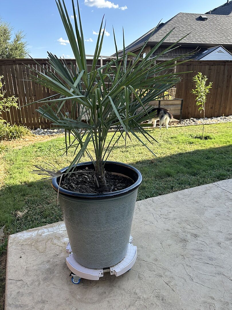 Customer review of Windmill Palm Tree