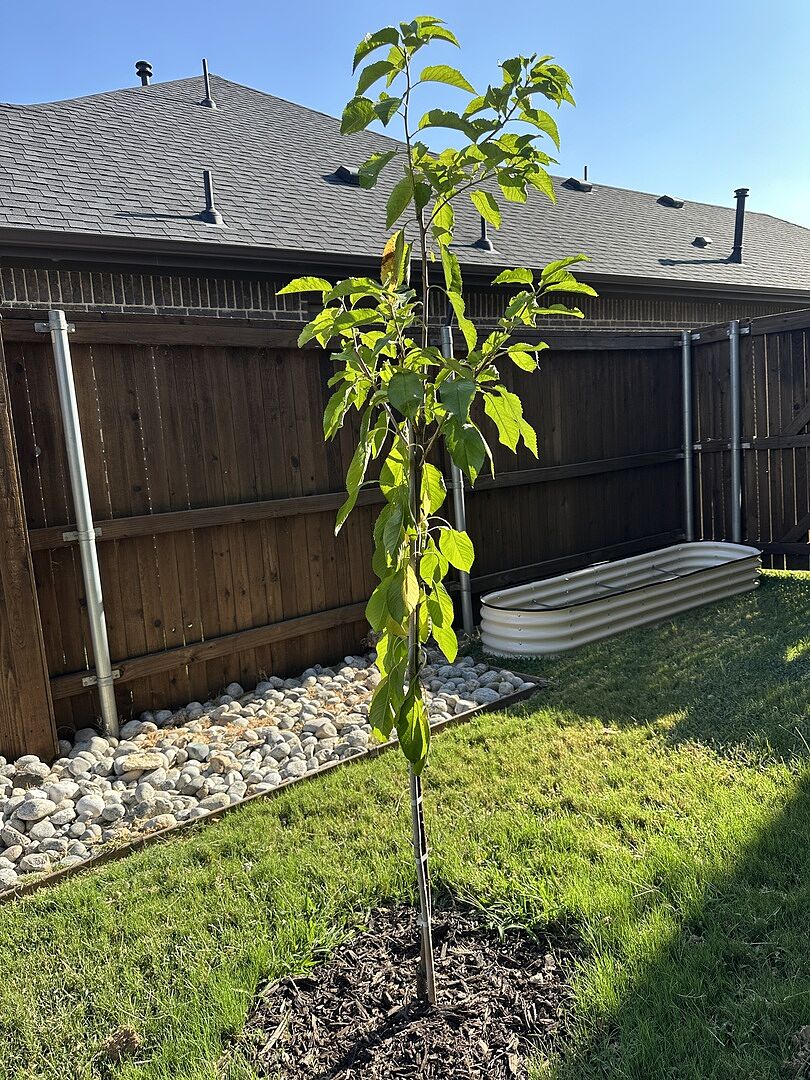 Customer review of Stella Cherry Tree