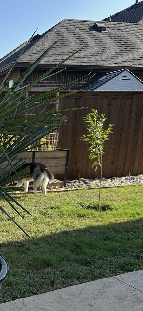 Customer review of Methley Plum Tree