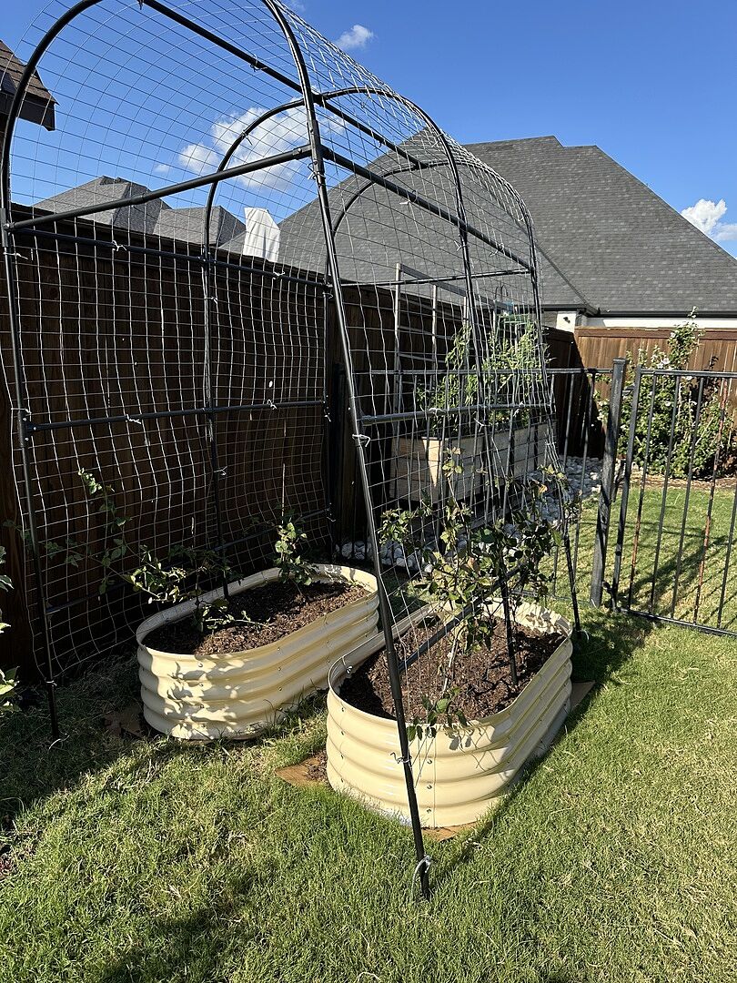 Customer review of Triple Crown Blackberry Bush