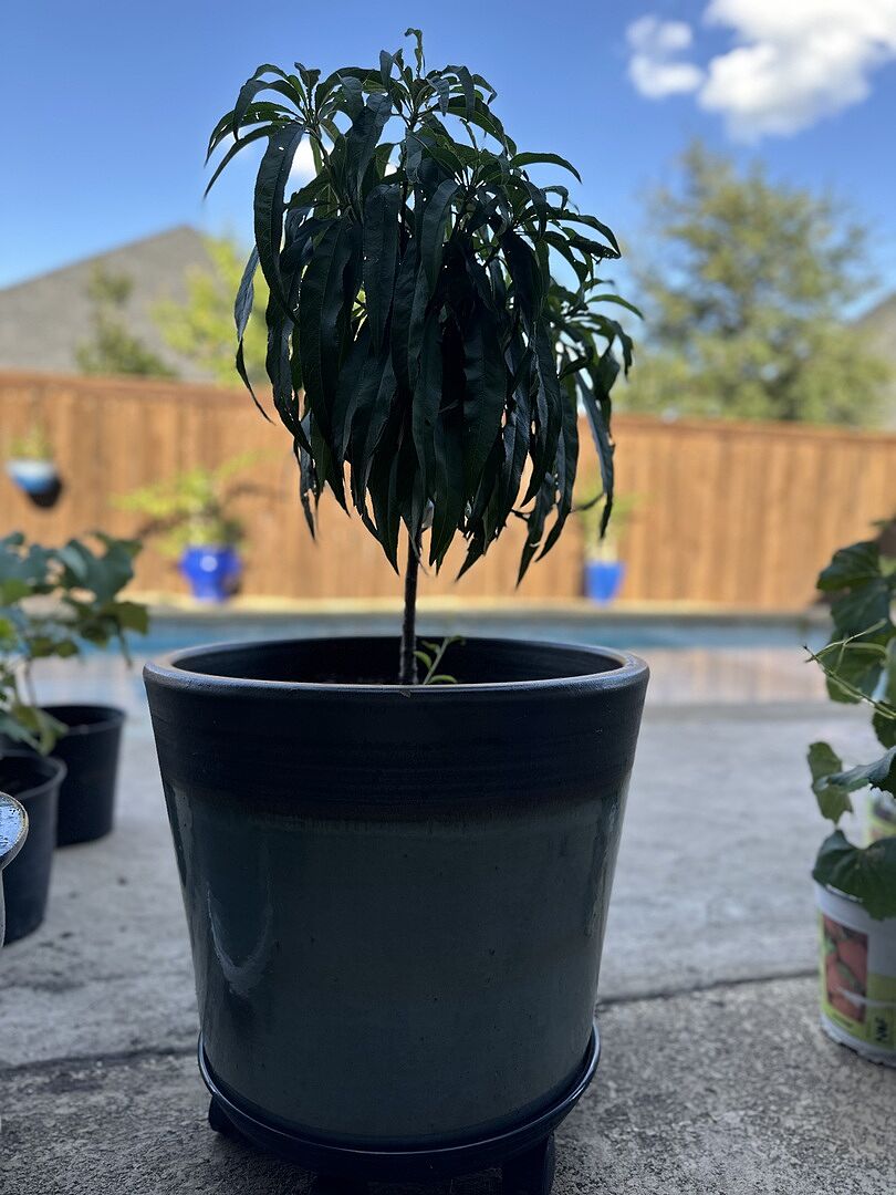 Adorable Patio Peach Tree