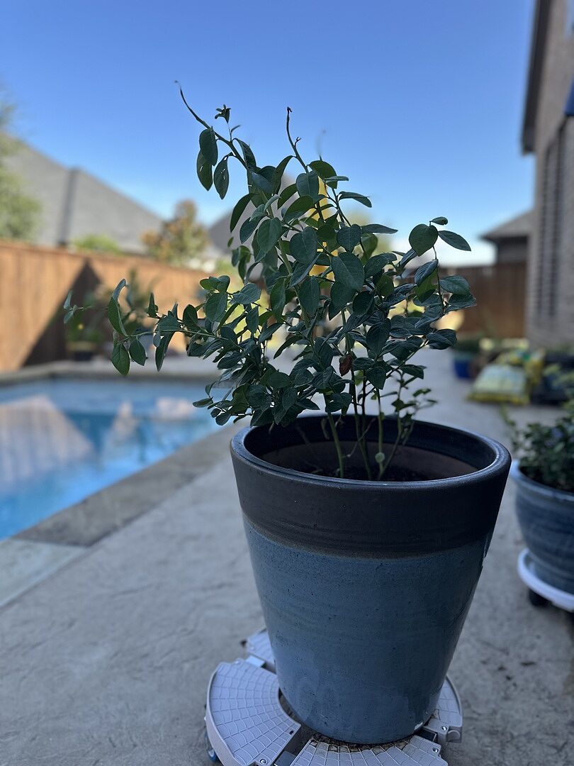Customer review of Bushel and Berry® Peach Sorbet™ Blueberry Bush