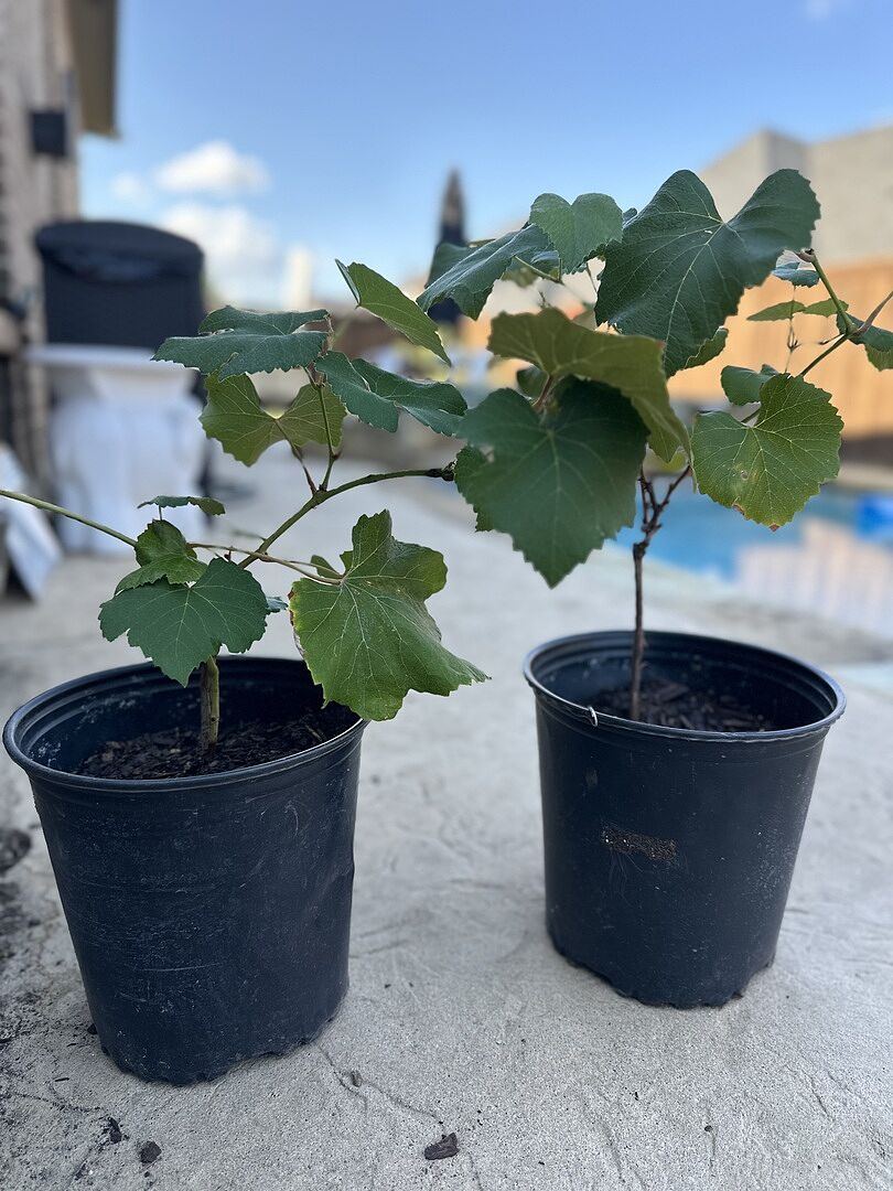 Customer review of Concord Grape
