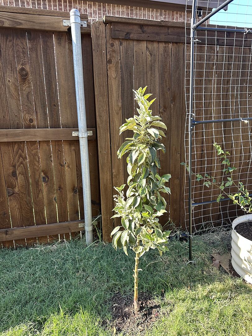 Customer review of Scarlet Sentinel Columnar Apple Tree