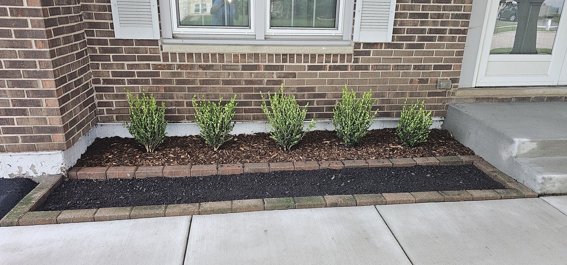 Beautiful Boxwoods