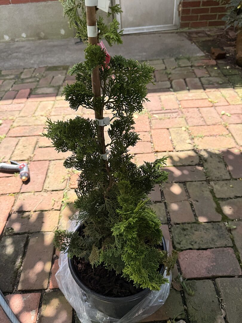 Hinoki cypress