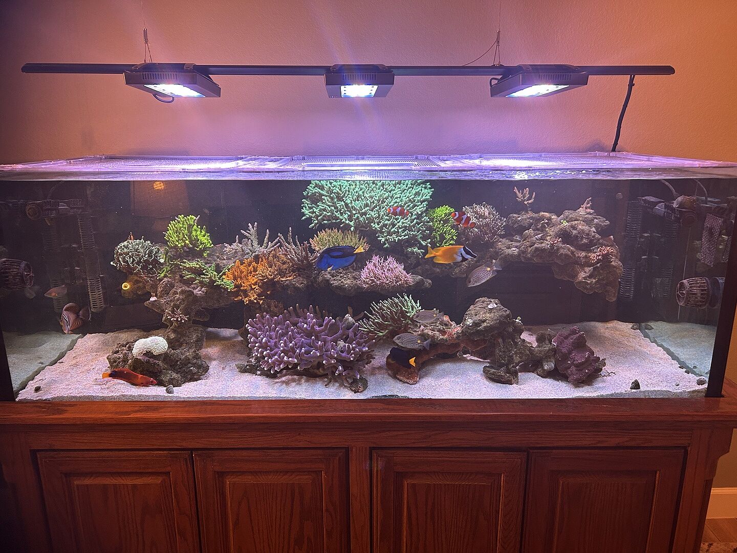 Pink Fusion & Purple Helix Combo Kit - Coralline Algae in a Bottle