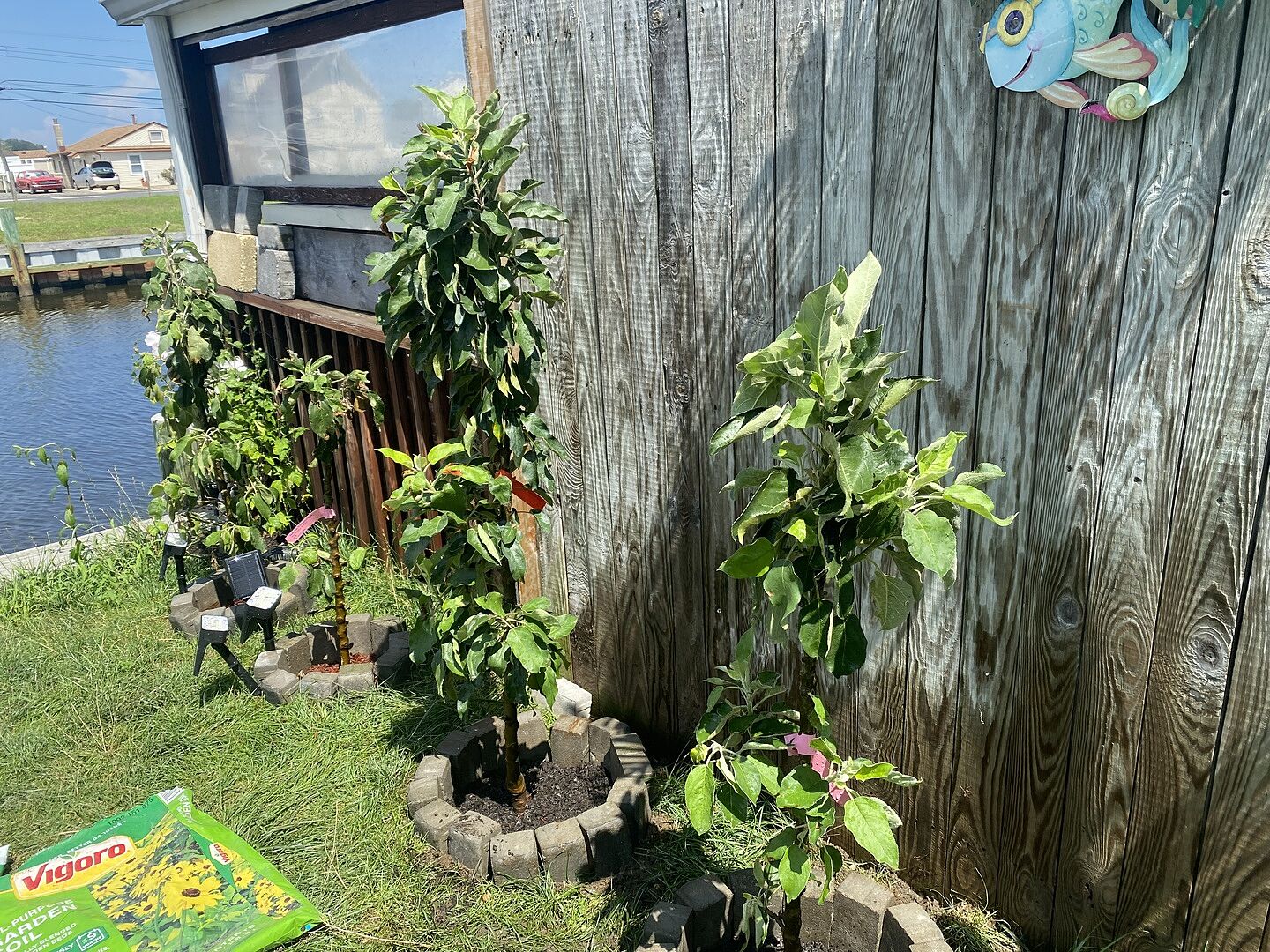 Customer review of Scarlet Sentinel Columnar Apple Tree
