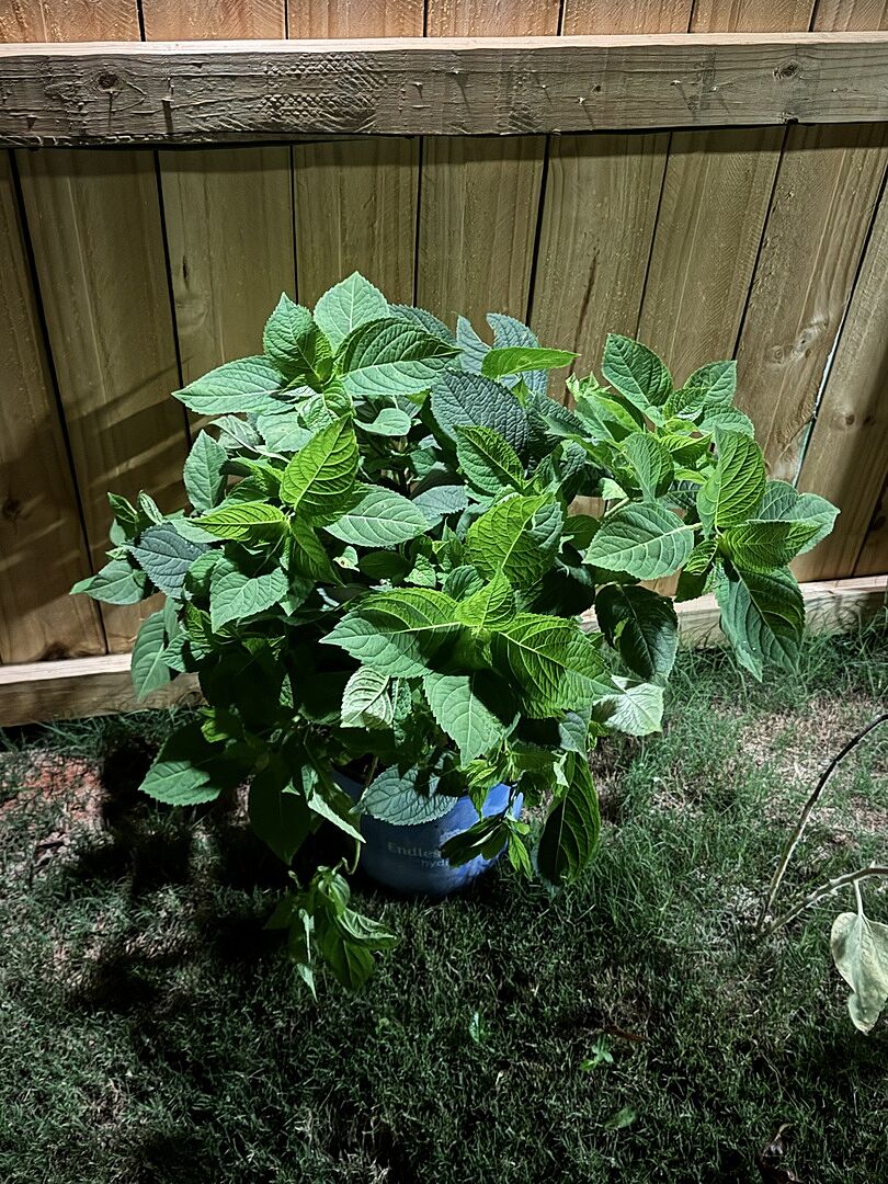 Customer review of Endless Summer® The Original Reblooming Hydrangea