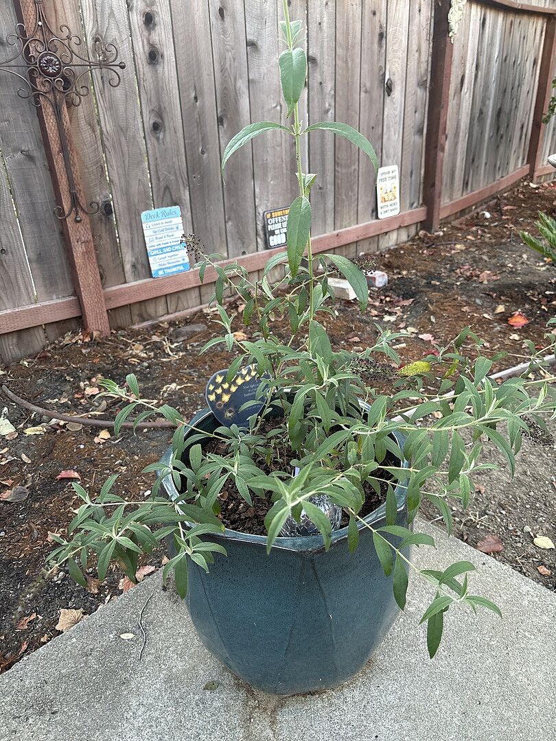 Customer review of Black Knight Butterfly Bush