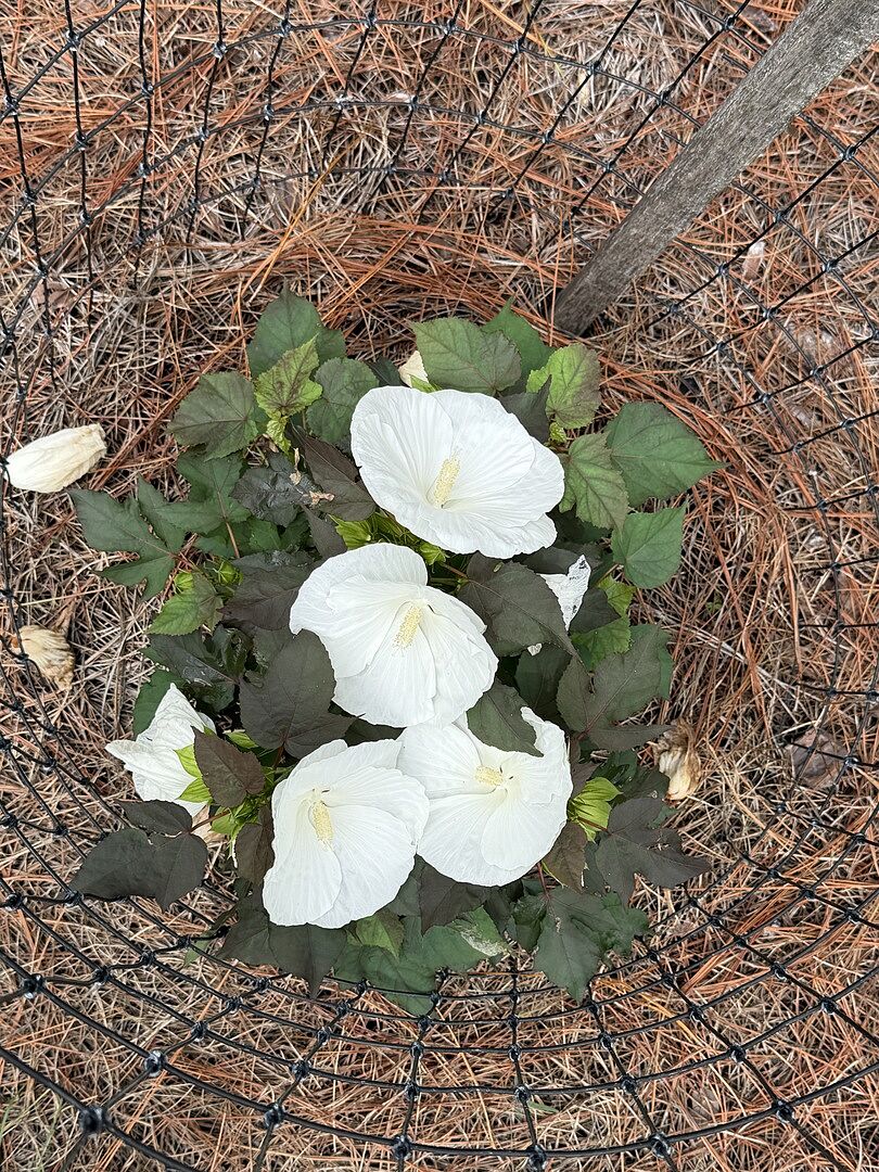 Customer review of Proven Winners® Cookies and Cream Hibiscus