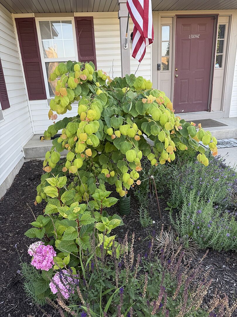 Customer review of The Rising Sun™ Eastern Redbud Tree