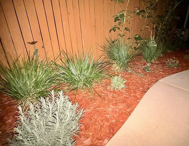 Customer review of Karl Foerster Grass