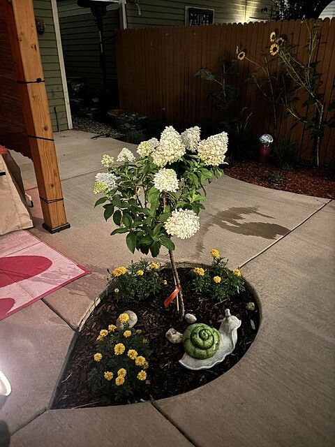 Customer review of Sweet Starlight™ Hydrangea Tree