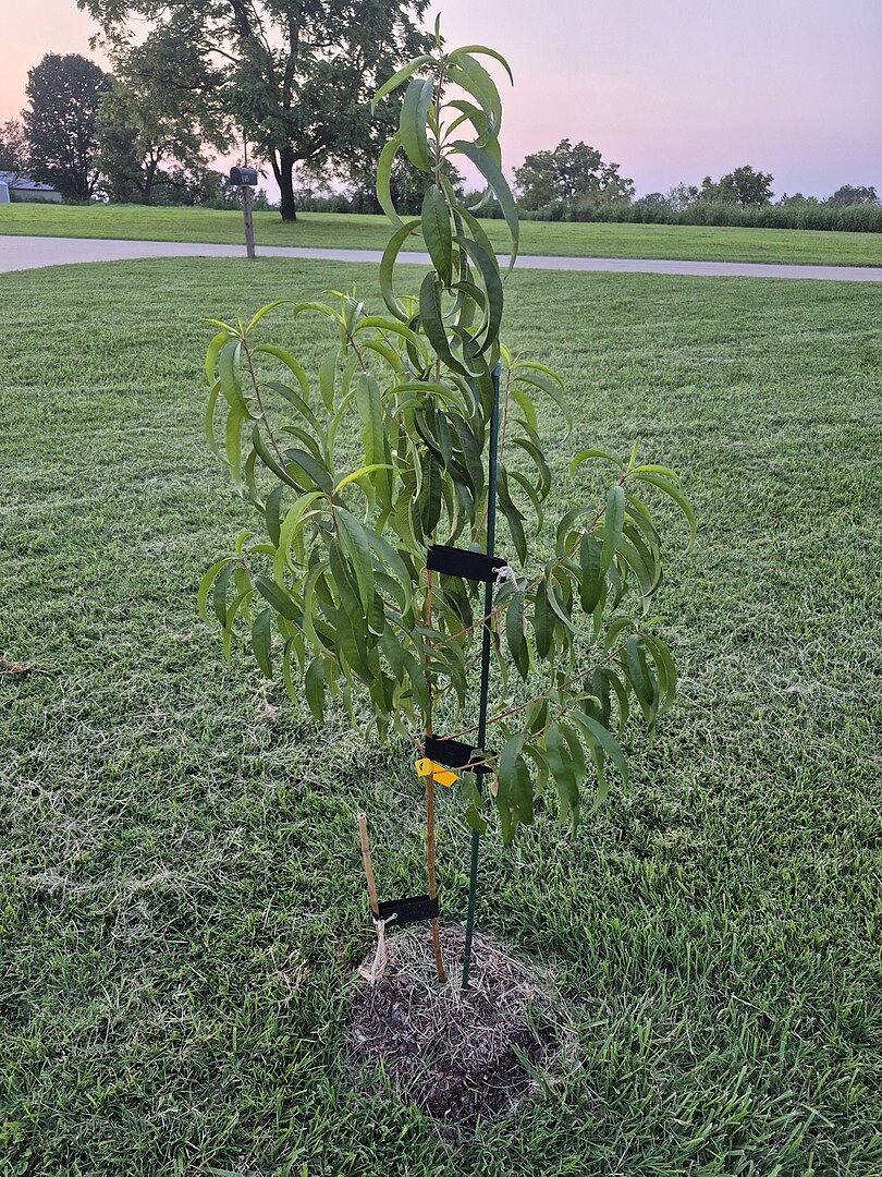 Customer review of Red Baron Peach Tree