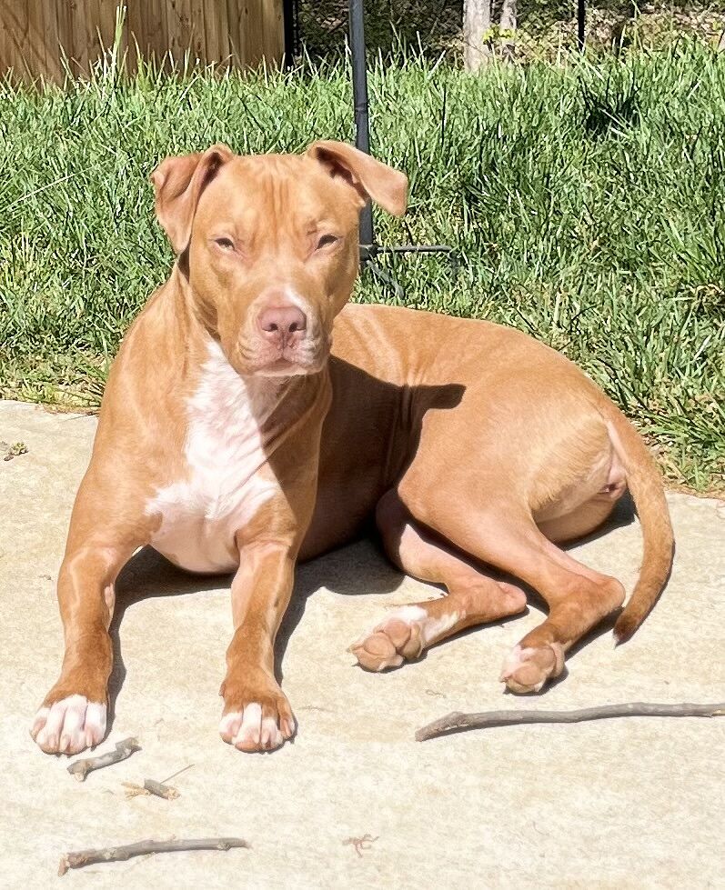 Chris S.'s red pit bull lying in the grass by a fence