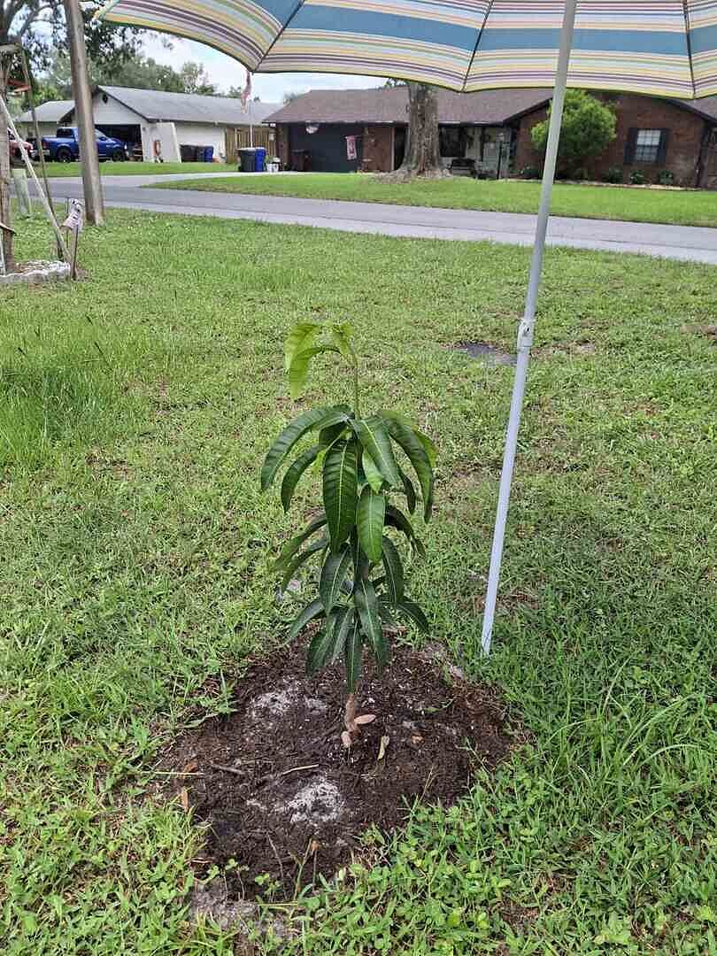 Customer review of Tebow Mango Tree