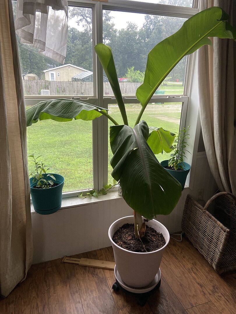 Customer review of Ice Cream Banana Tree