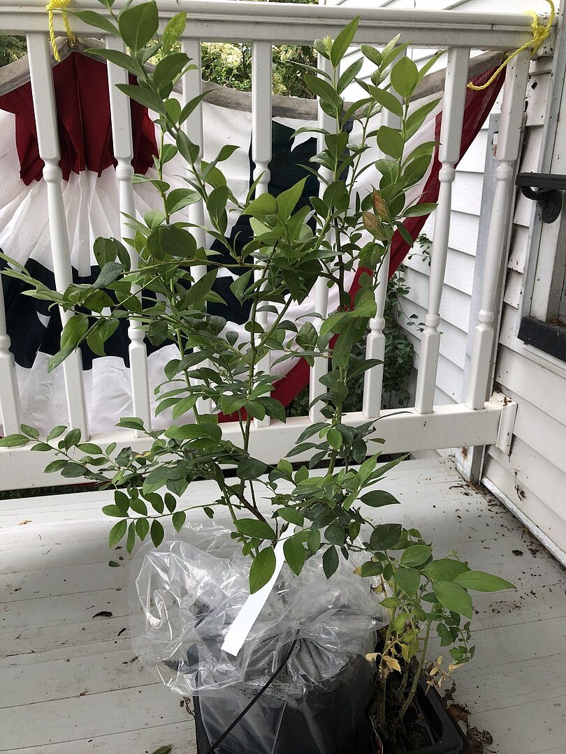 Customer review of Legacy Blueberry Bush