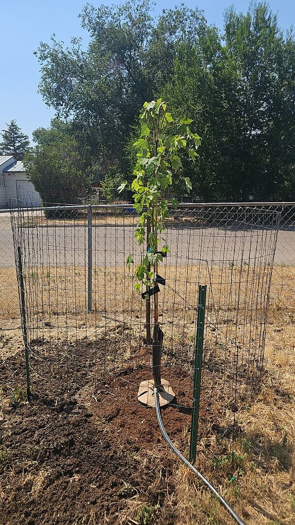 Customer review of Autumn Blaze® Red Maple Tree