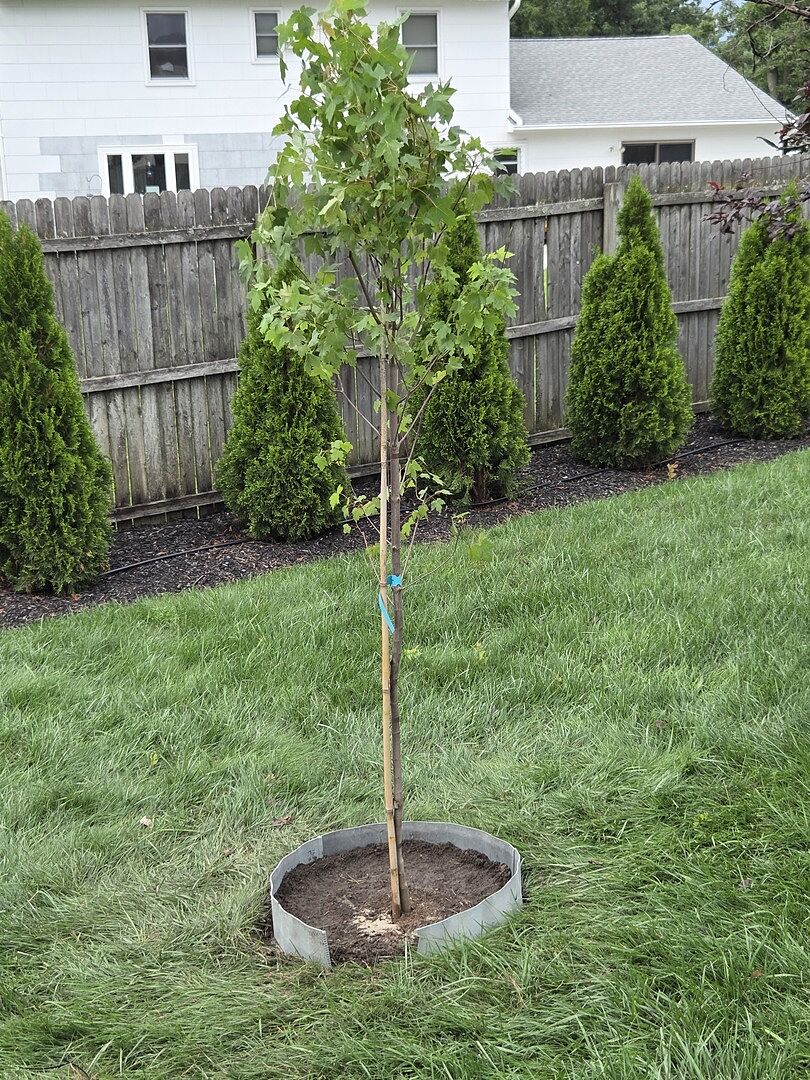 I received two Redpointe maple