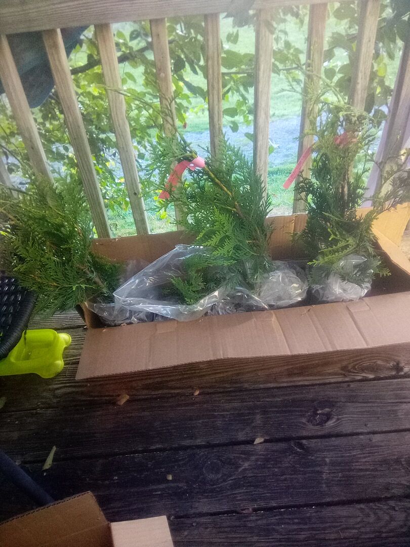 Amazing!!! I'm loving them. I bought the 1-2 feet guys along with the giant arborvitae and already my yard is looking so good with them in it. I am excited to get my next order in