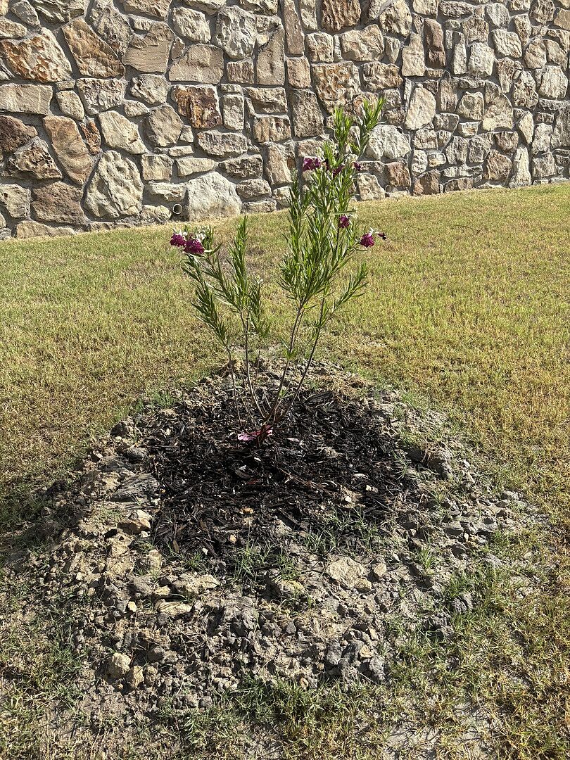 2-3 foot tall Sweet Bubba Desert Willow