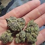 Customer Review Image