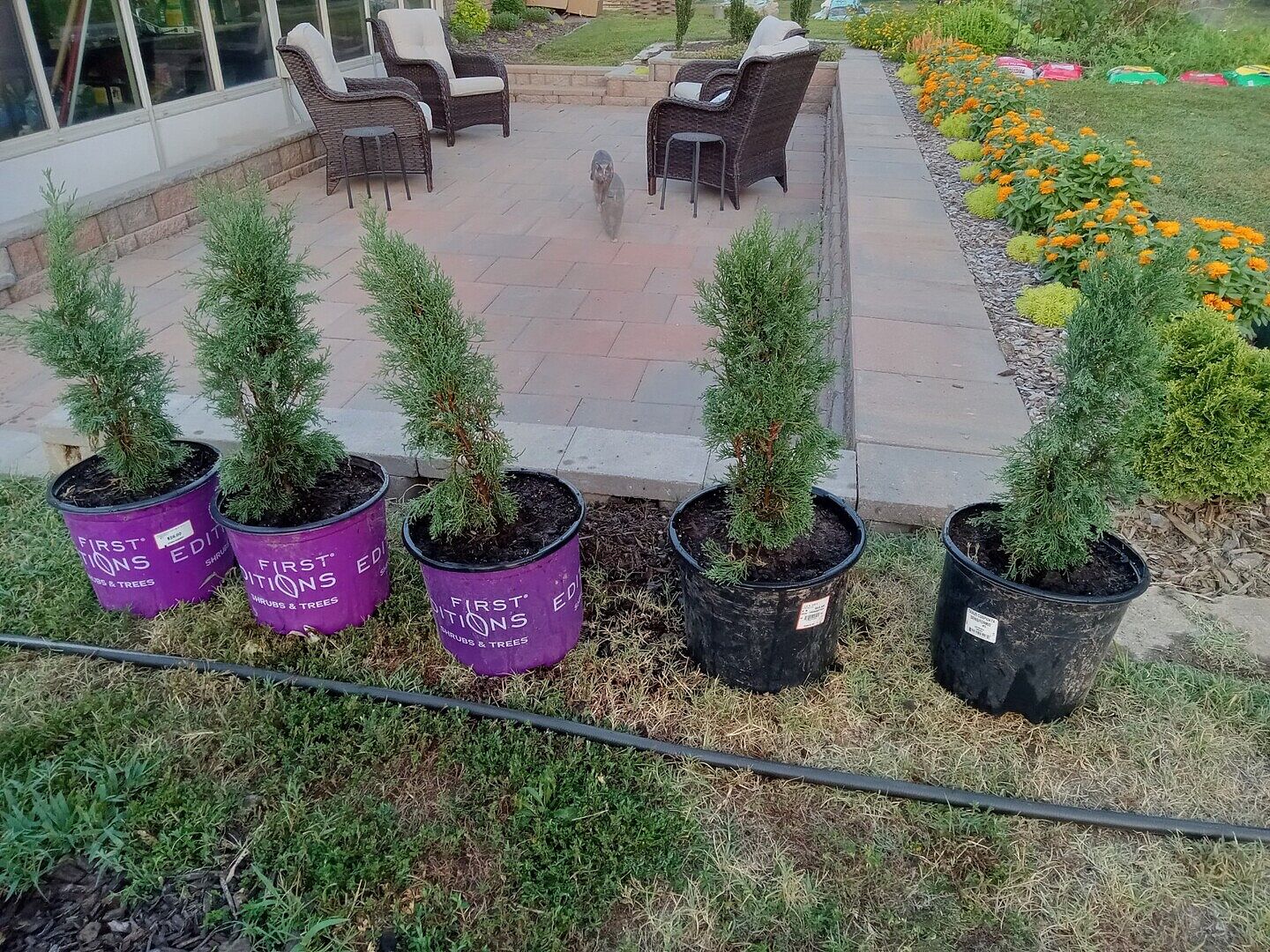Beautiful Trees!