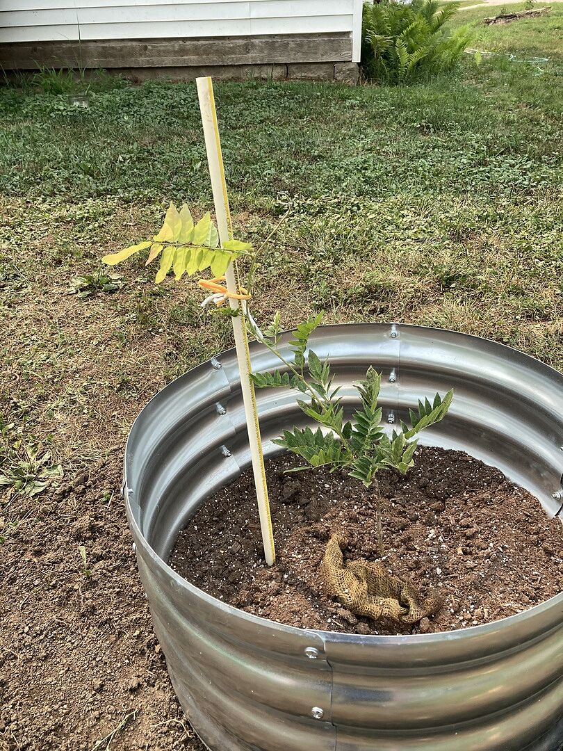 Great healthy tree