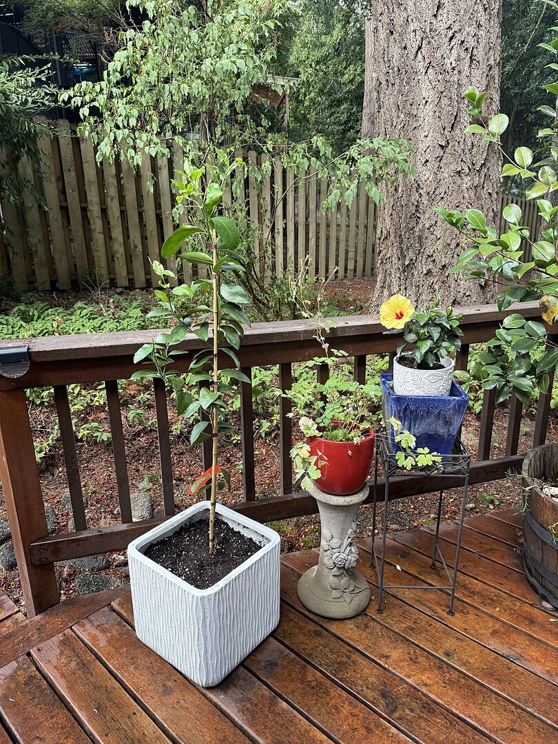 Lovely lemon tree