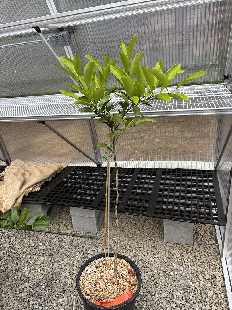My satsuma mandarin is doing
