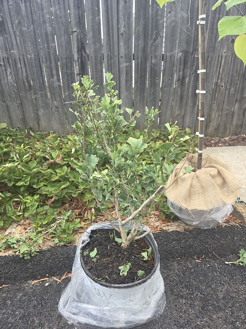 Customer review of Proven Winners® Skinny Fit® Ginkgo Tree