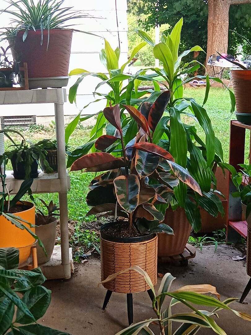 Customer review of Ficus Ruby (Variegated Rubber Plant)