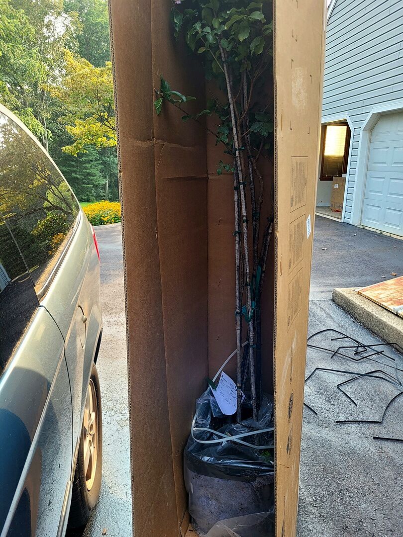 Customer review of Muskogee Crape Myrtle Tree