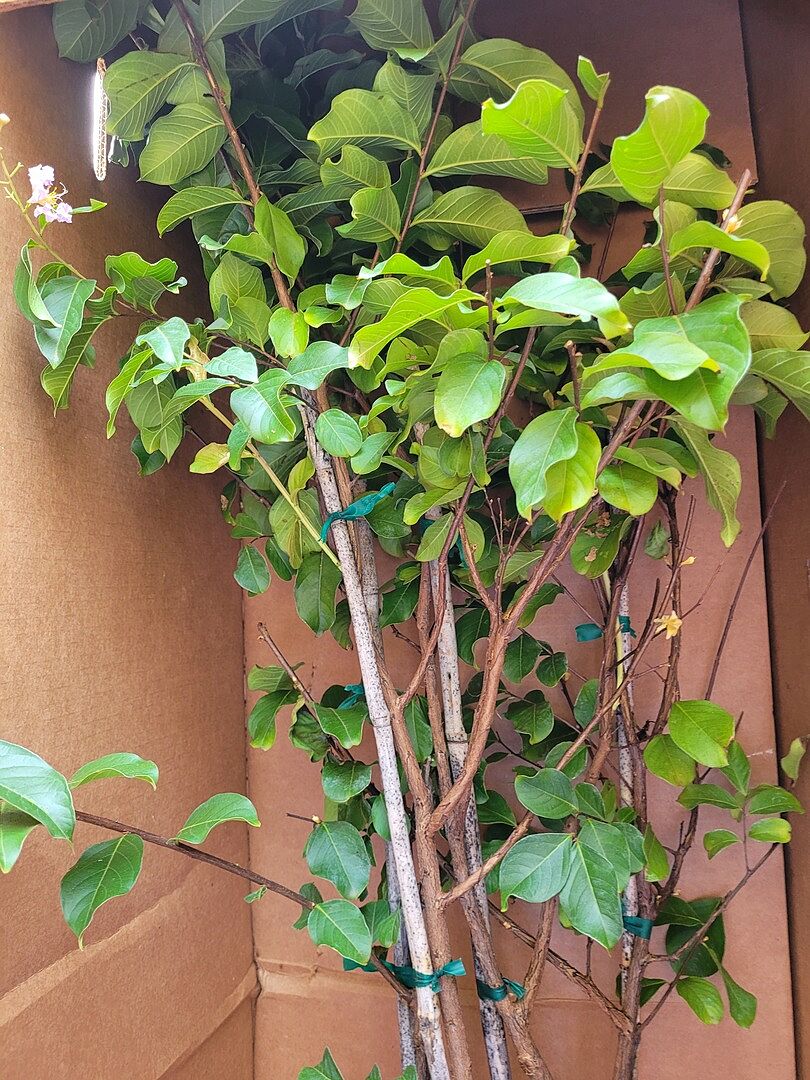 Crape Myrtle
