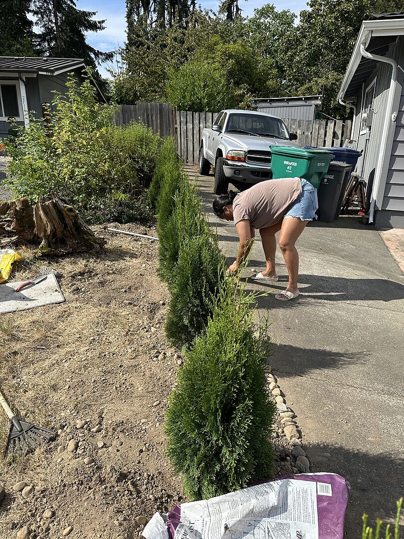 Customer review of Emerald Green Arborvitae