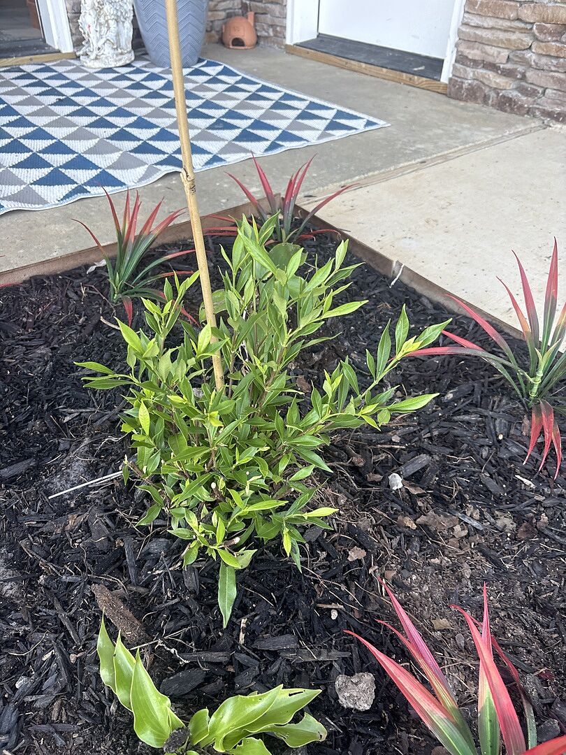 Customer review of Frost Proof Gardenia Shrub