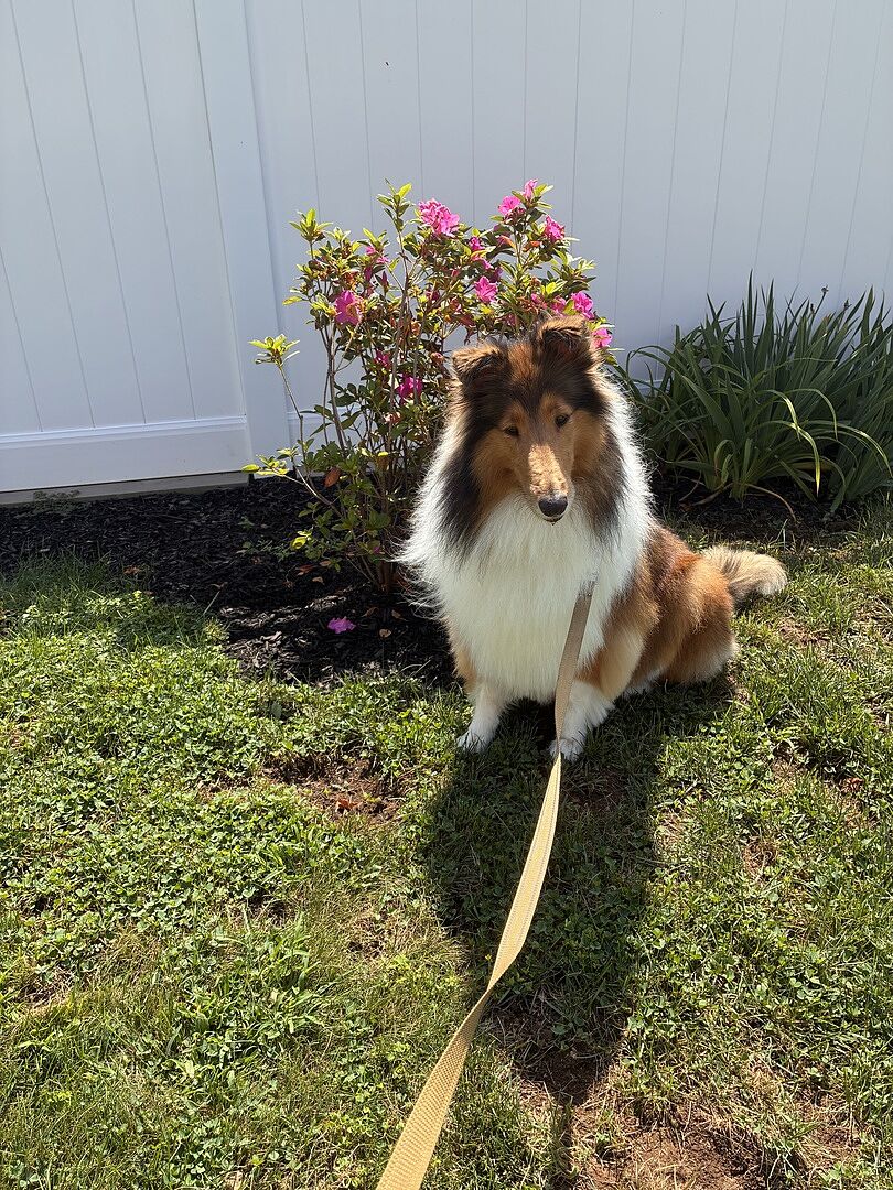 Customer review of Autumn Royalty® Encore® Azalea