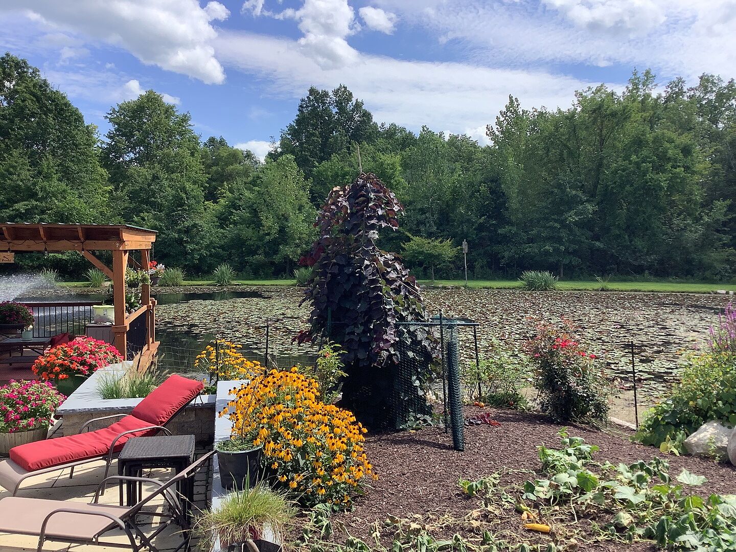 Customer review of Ruby Falls Weeping Redbud Tree