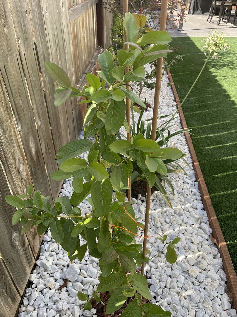 Growing guava